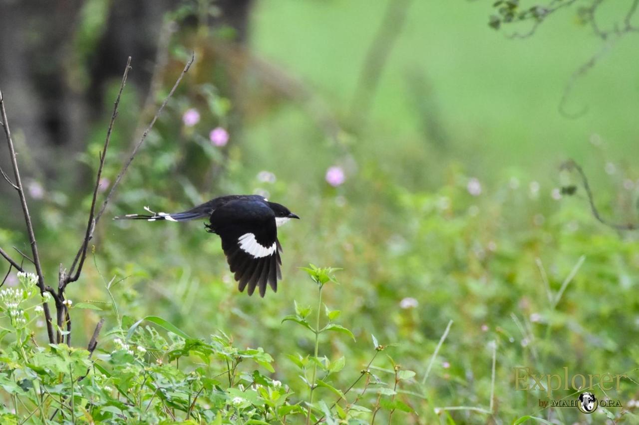 Explorer By Eco Team - Wasgamuwa National Park Exteriér fotografie