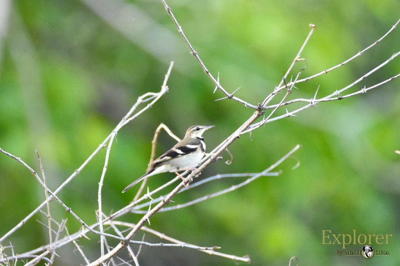 Explorer By Eco Team - Wasgamuwa National Park Exteriér fotografie