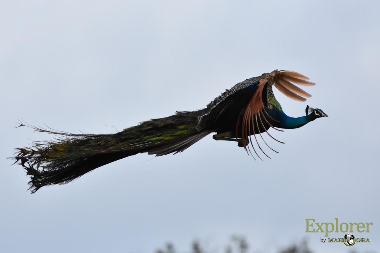 Explorer By Eco Team - Wasgamuwa National Park Exteriér fotografie