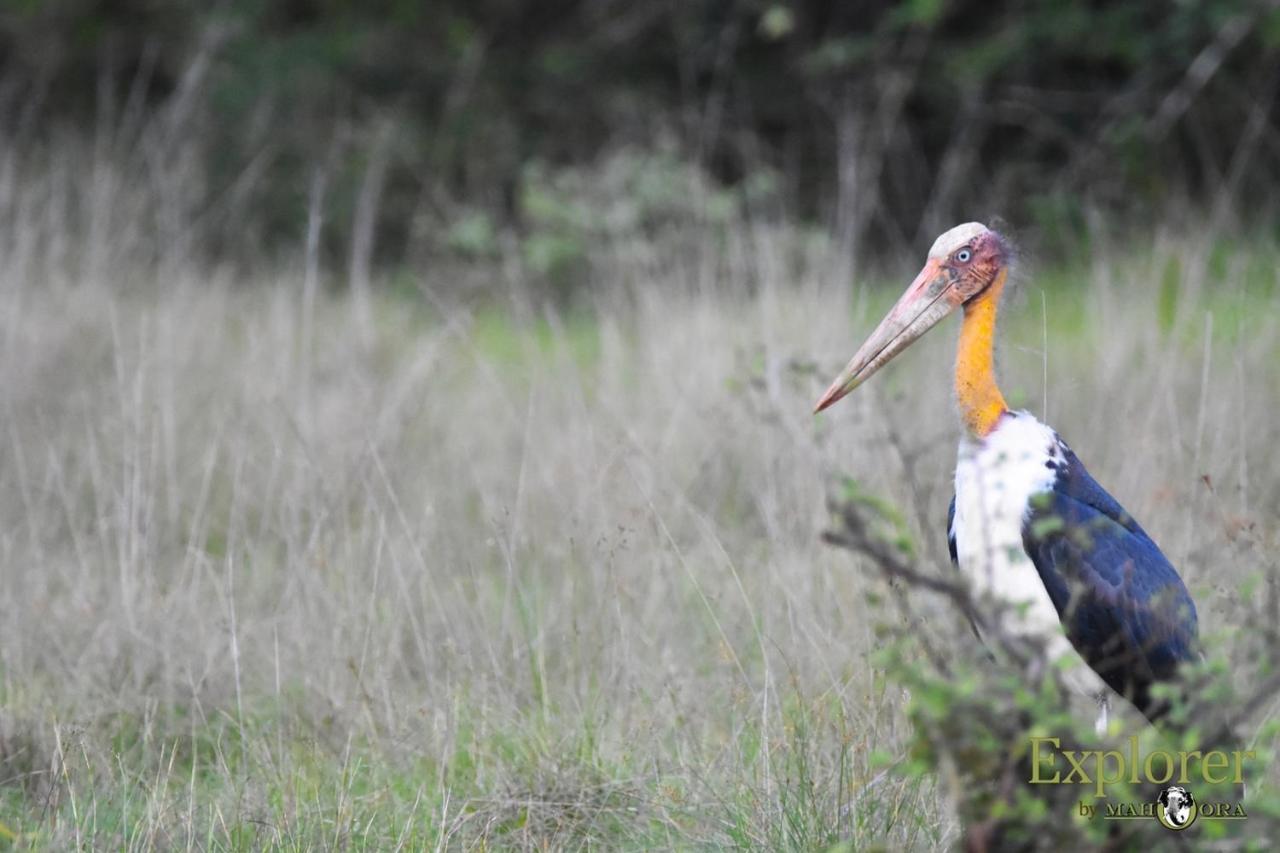 Explorer By Eco Team - Wasgamuwa National Park Exteriér fotografie