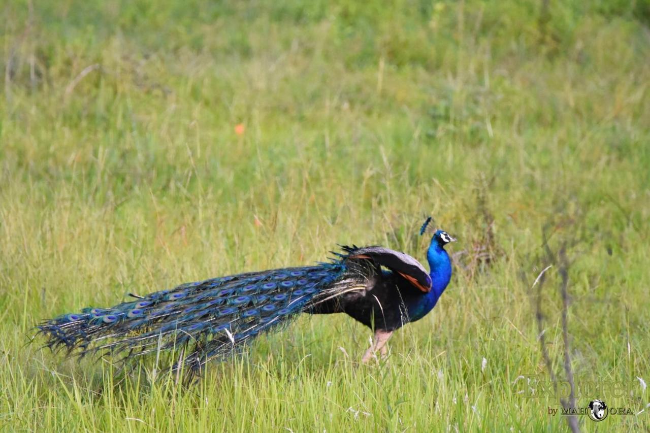 Explorer By Eco Team - Wasgamuwa National Park Exteriér fotografie