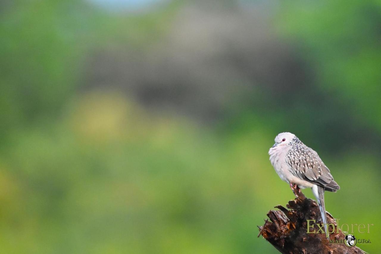 Explorer By Eco Team - Wasgamuwa National Park Exteriér fotografie